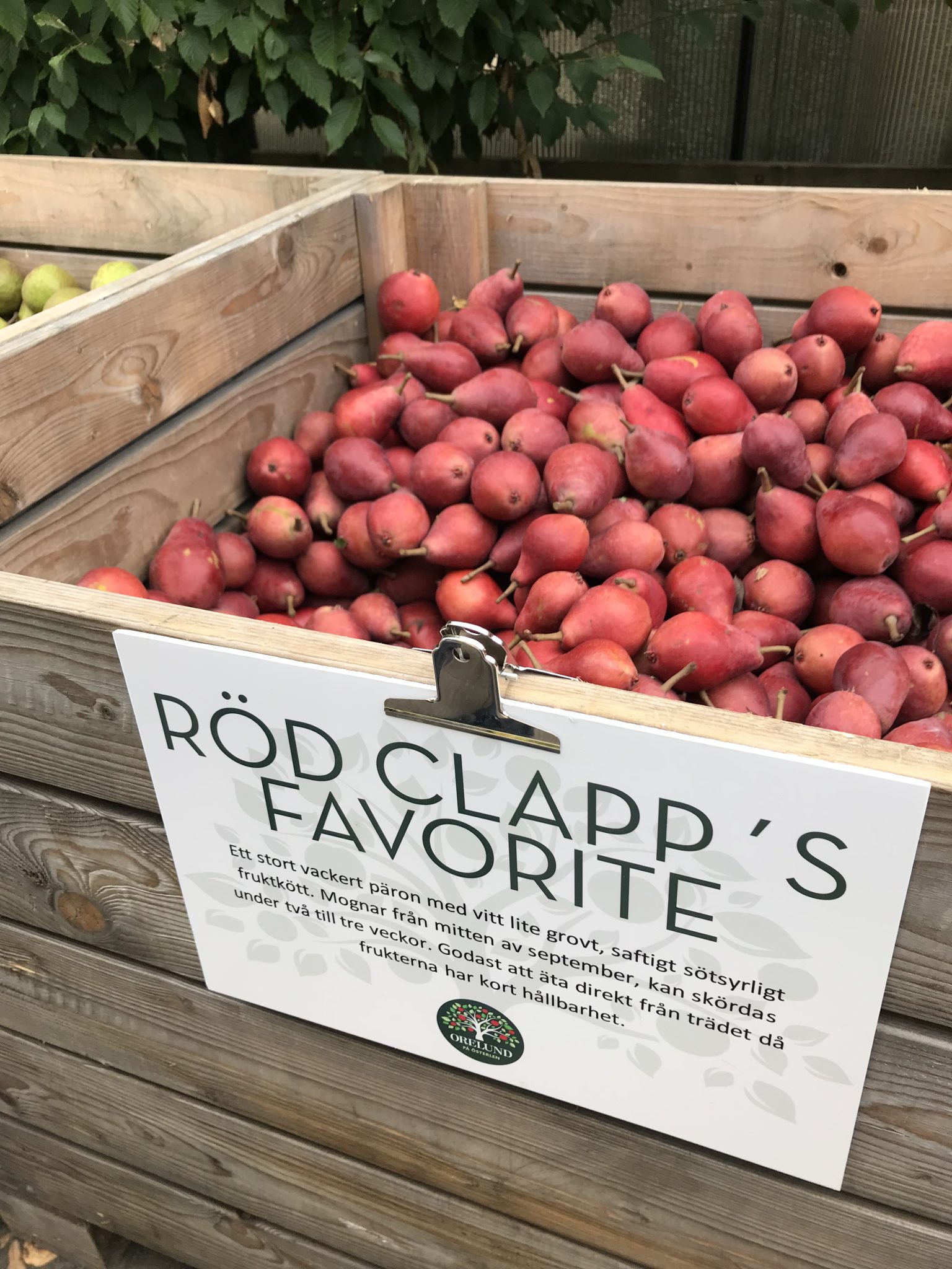 Sortguide: Päron - Trädgårdstrollet