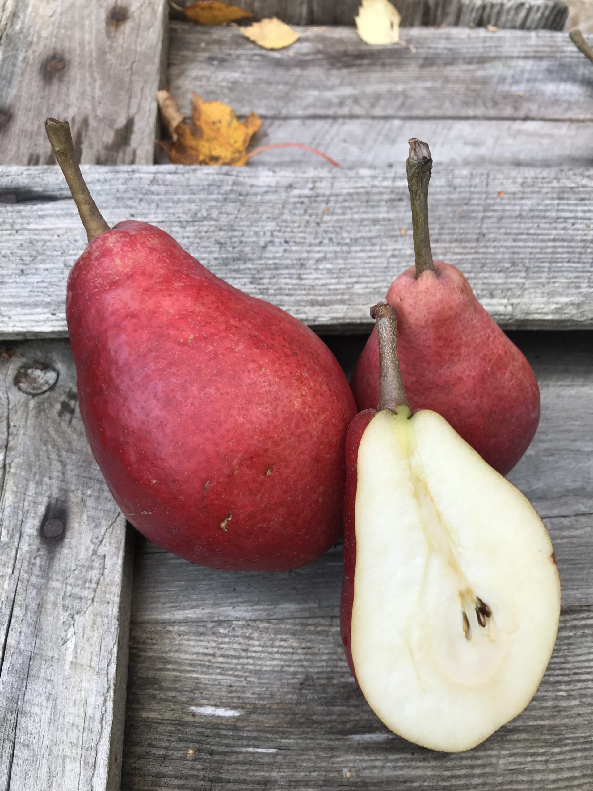 Sortguide: Päron - Trädgårdstrollet