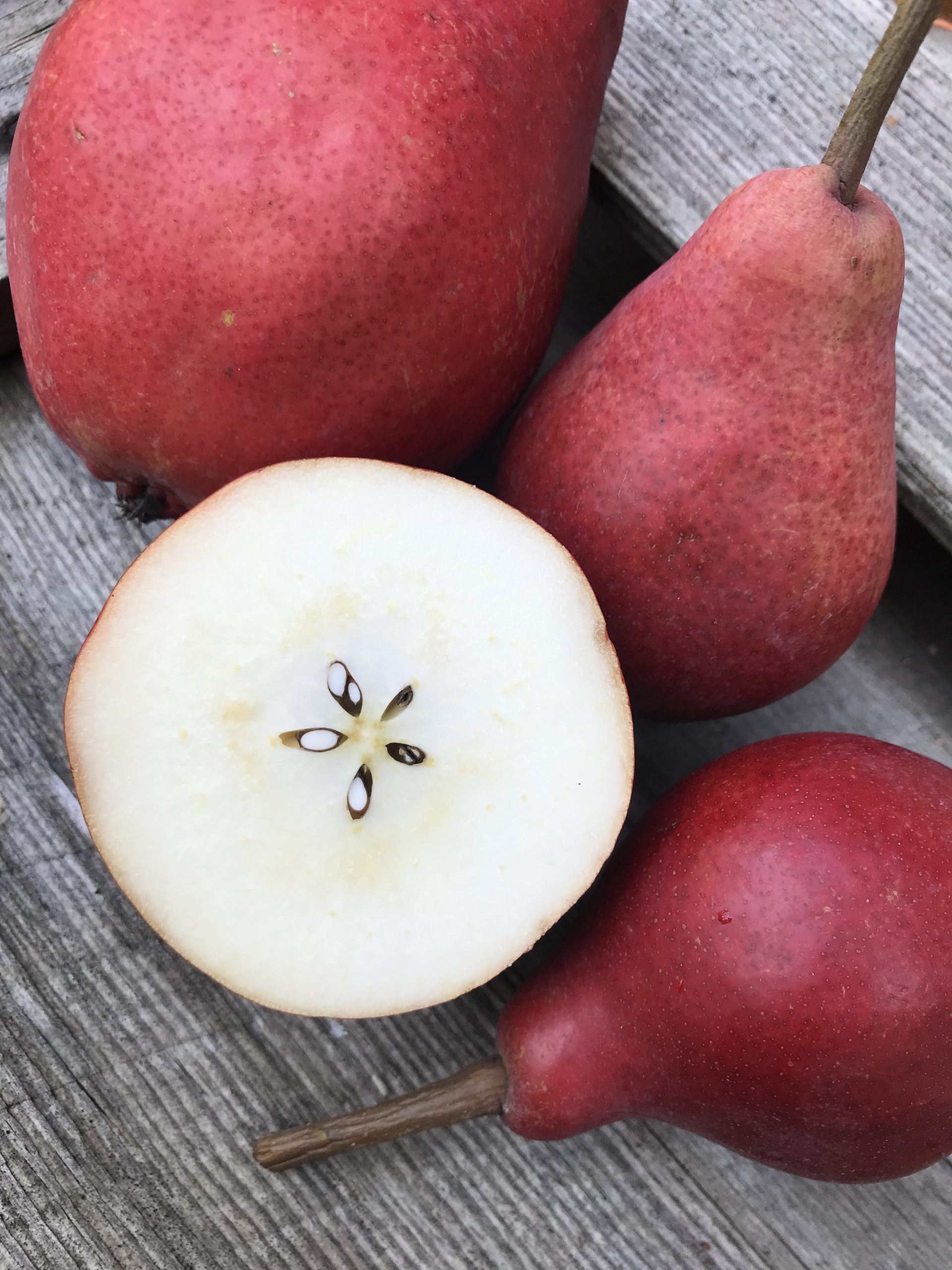 Sortguide: Päron - Trädgårdstrollet