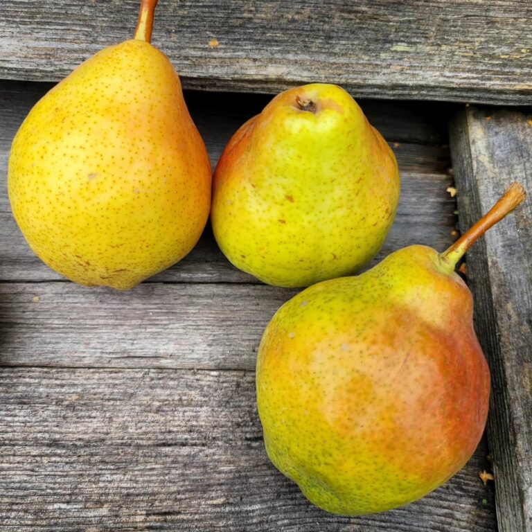 Sortguide: Päron - Trädgårdstrollet