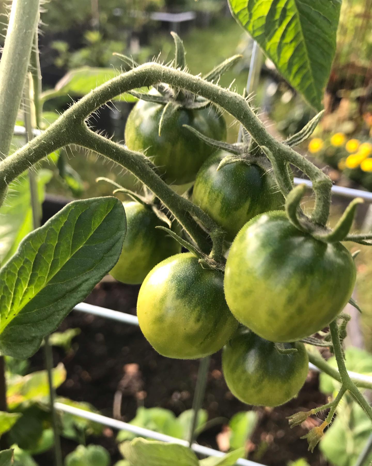 Utmärkta utomhustomaten Outdoor Girl Trädgårdstrollet