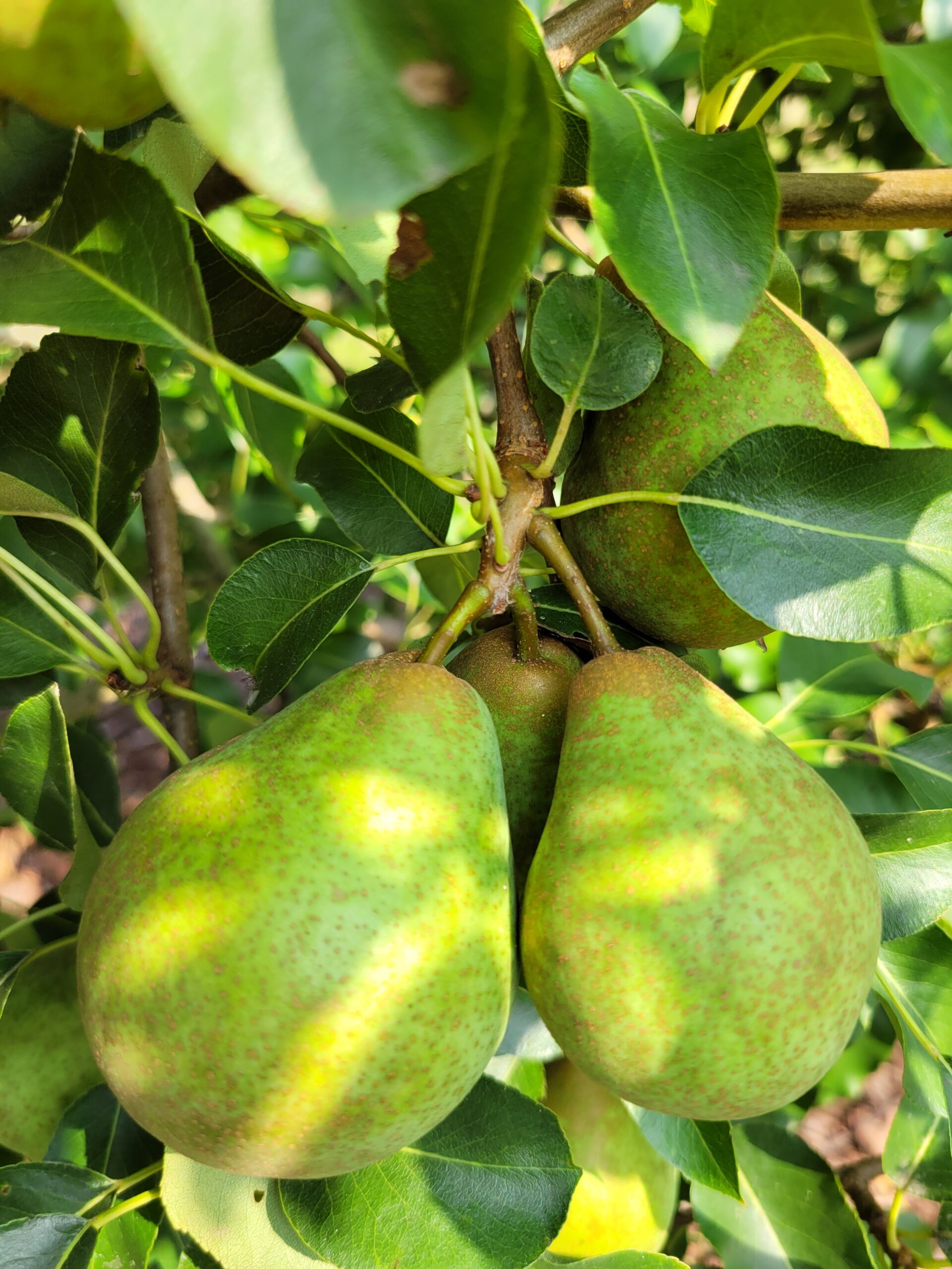 Sortguide: Päron - Trädgårdstrollet