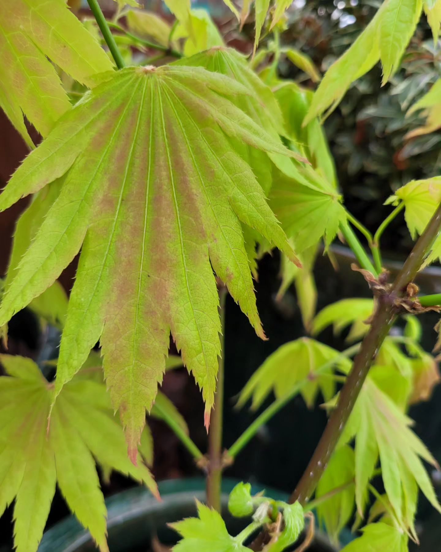 Sortguide: Japansk lönn - Trädgårdstrollet