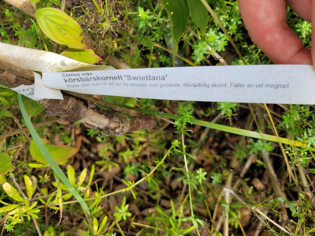 Växtetikett Swietlana