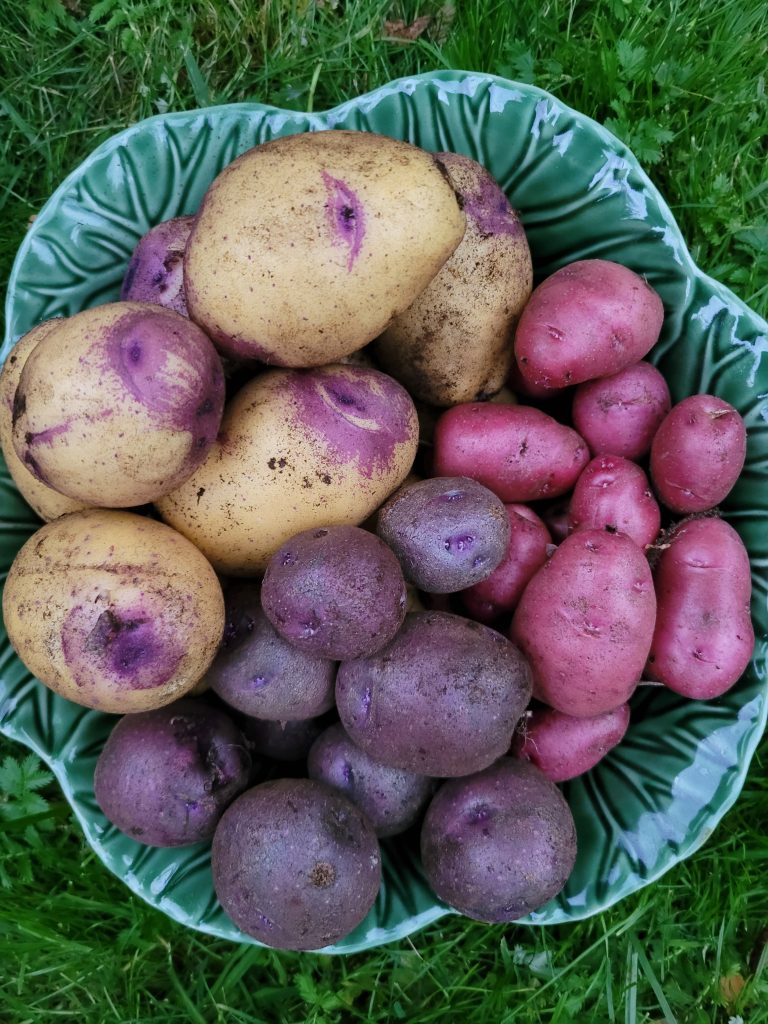 Blue Belle Highland Burgundy Red, Blaar Islenskar potatis