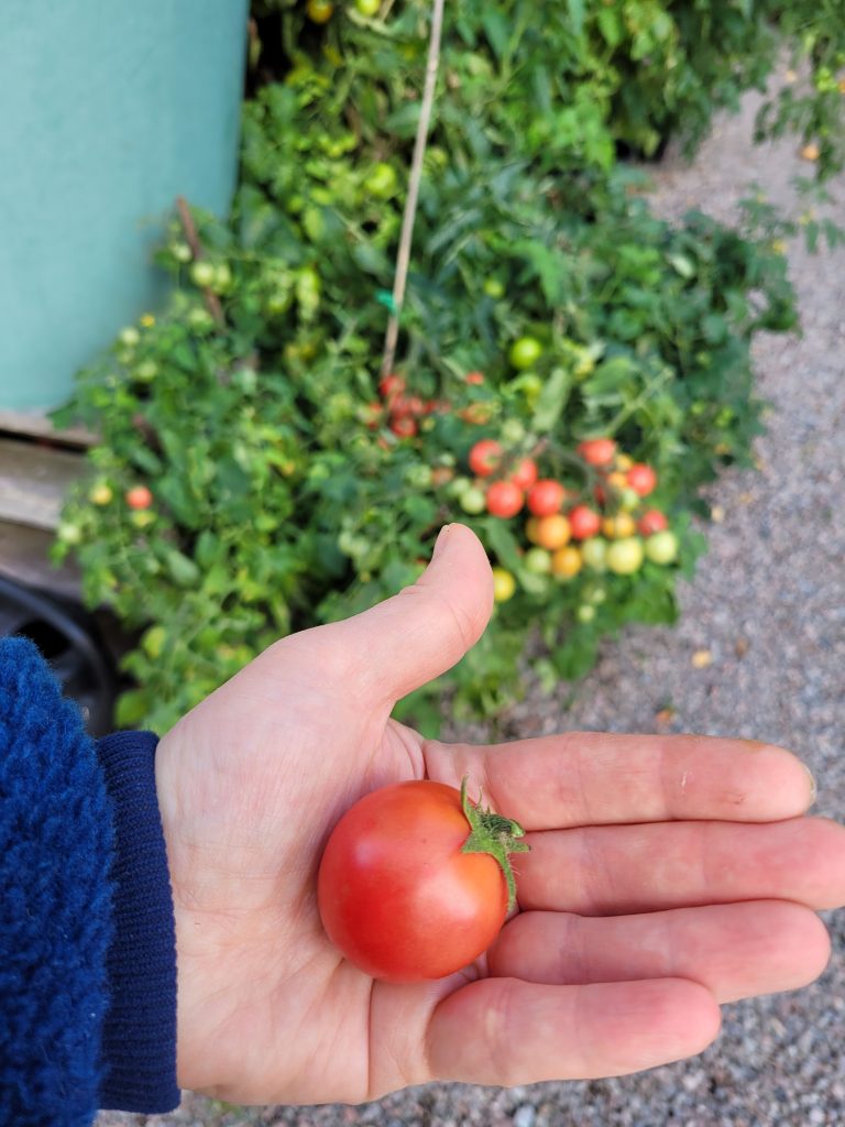 Subarctic Cherry